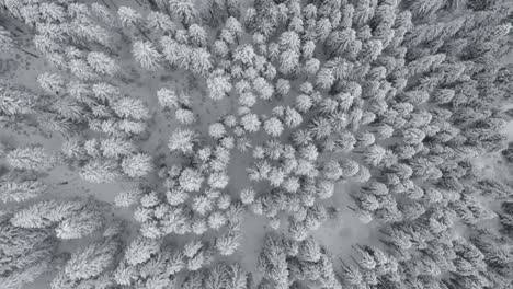 The-snow-white-covered-pine-forest-in-Svaneti,-Georgia---top-view