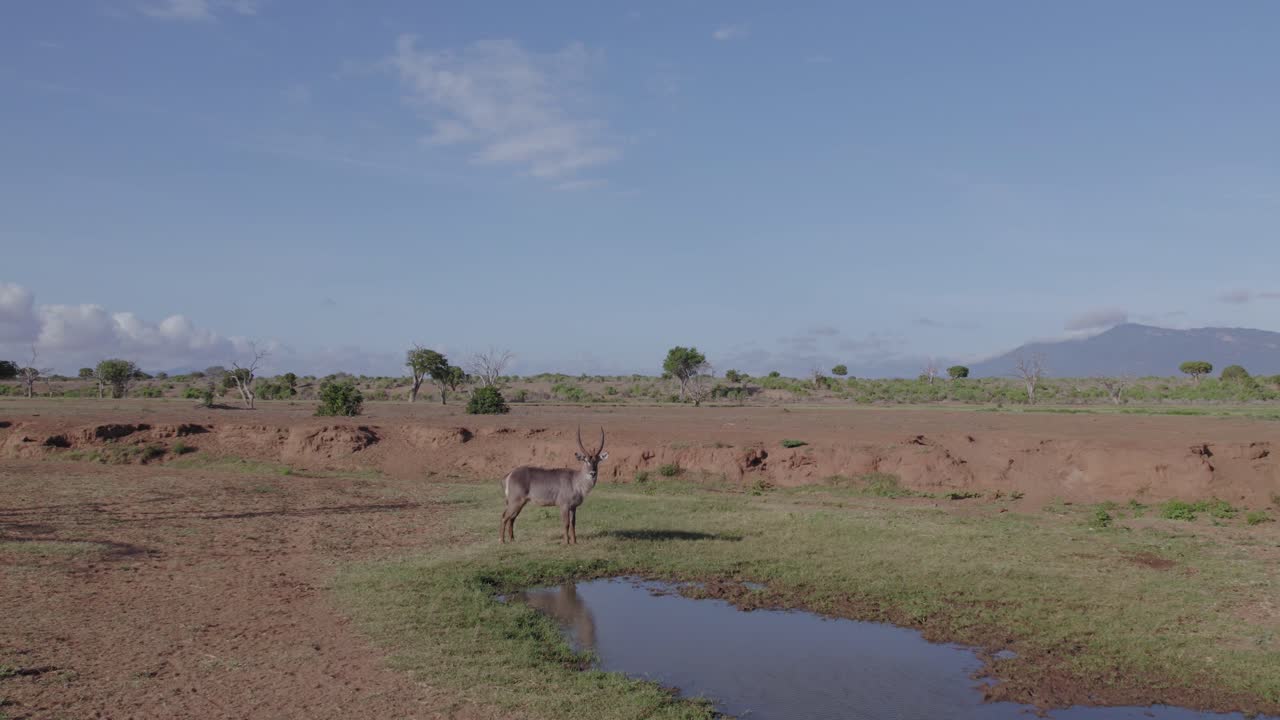 케냐 의 타사보 국립 공원 에 있는 물  ⁇  에 있는 수 ⁇  물개 의 스 ⁇  영상 을 드러낸 드론