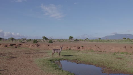 un avión no tripulado revela imágenes de stock de un macho de waterbuck junto a un pozo de agua, parque nacional de tsavo, kenia