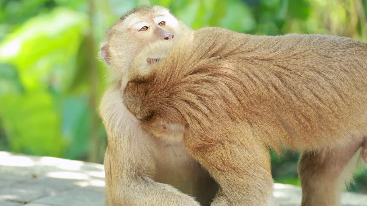 Two southern pig-tailed macaques share a tender hug in a lush, sunlit forest setting in Phuket, Thailand