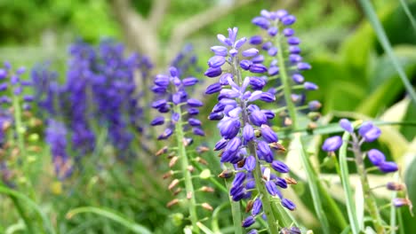 some beautiful grape hyacinths blowing in the breeze