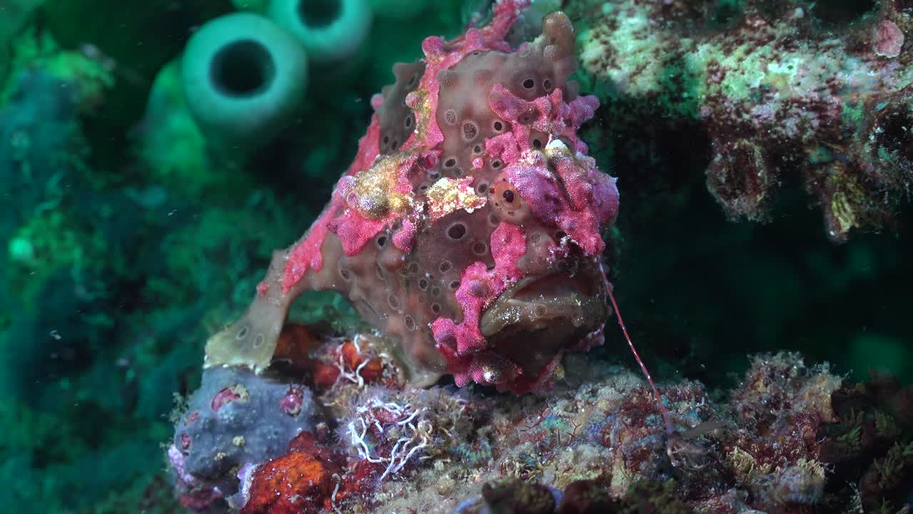 카메라를 마주한 필리핀의 산호초에 앉아 있는 짙은 녹색 아티 프로그피쉬