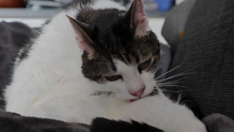 Close-up-shot-of-white-black-cat-cleaning-herself-early-in-the-morning