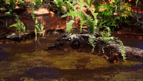 Estanque-Dorado-Tropical-Con-Rocas-Y-Plantas-Verdes