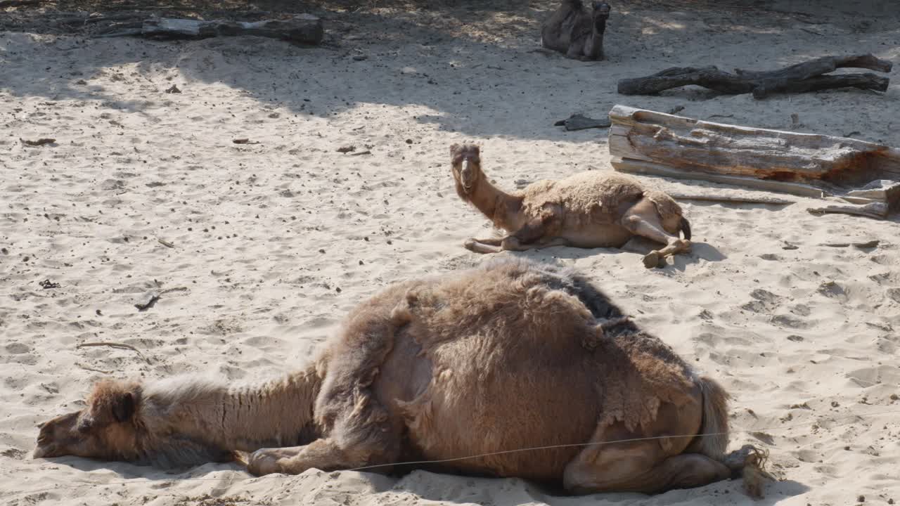 dos camellos árabes descansando en el paisaje del desierto