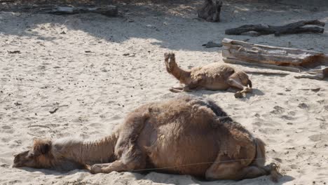 two arabian camels resting in desert landscape