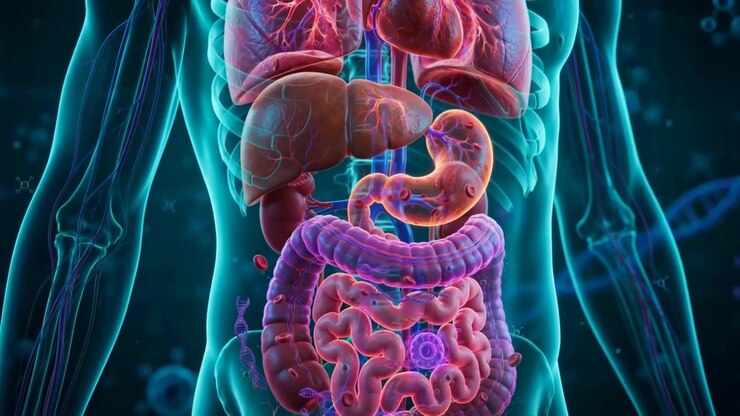 Glowing translucent torso revealing lungs, heart, liver, stomach and intestines inside a holographic human body with blue ribcage