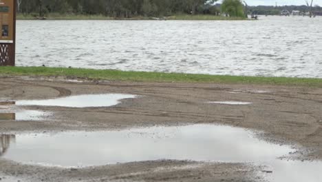 patos en el lago con reflejos de charcos en un día nublado y ventoso
