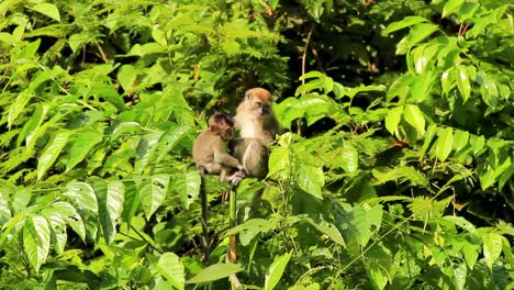 Balinese-long-tailed-macaques-mother-and-child-atop-vibrant-green-treetop-in-Sumatra,-Indonesia---Wide-medium-shot