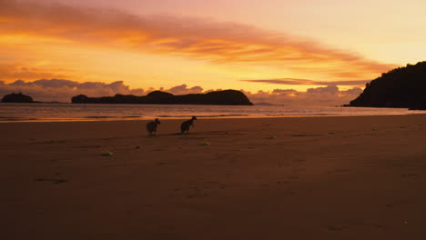 two wild wallabies and kangaroos feeding on a scenic sandy beach at cape hillsborough national park, queensland at sunrise