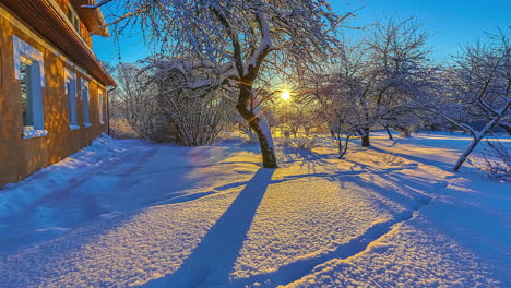 Dried-tree-covered-in-snow-with-beautiful-yellow-sunburst-and-blue-backgrounds,-low-angle-shot-rising-in-winter-exterior-scene