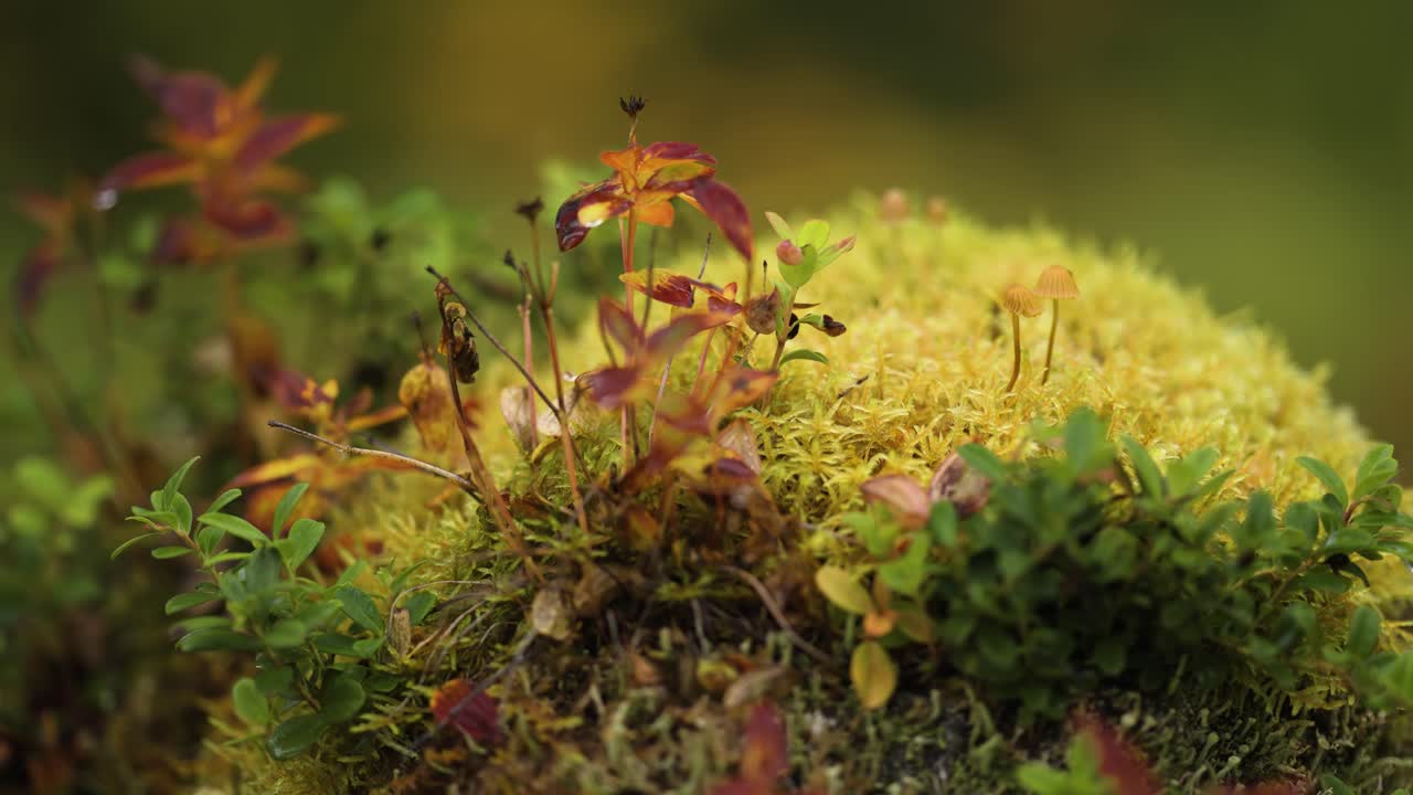 Sottobosco colorato nella tundra autunnale