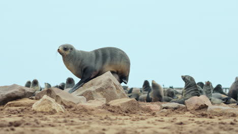 seals resting on rocks on the beach