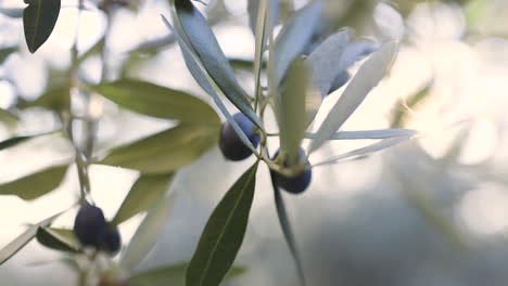 close up of olives on olive tree