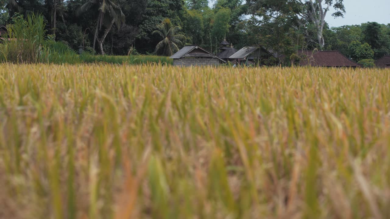 Plano próximo de um arrozal agrícola com casas de aldeia ao fundo em Bali, Indonésia.