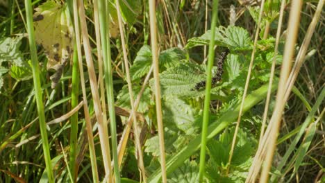 leaf chewed with caterpillar just out of frame, clear feeding marks shown