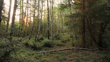 Plano-General-De-Un-Bosque-Al-Amanecer