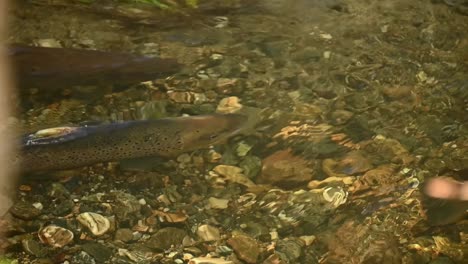 anadromous sea trout in gentle current of granvin river during spawning season, close up top down view.