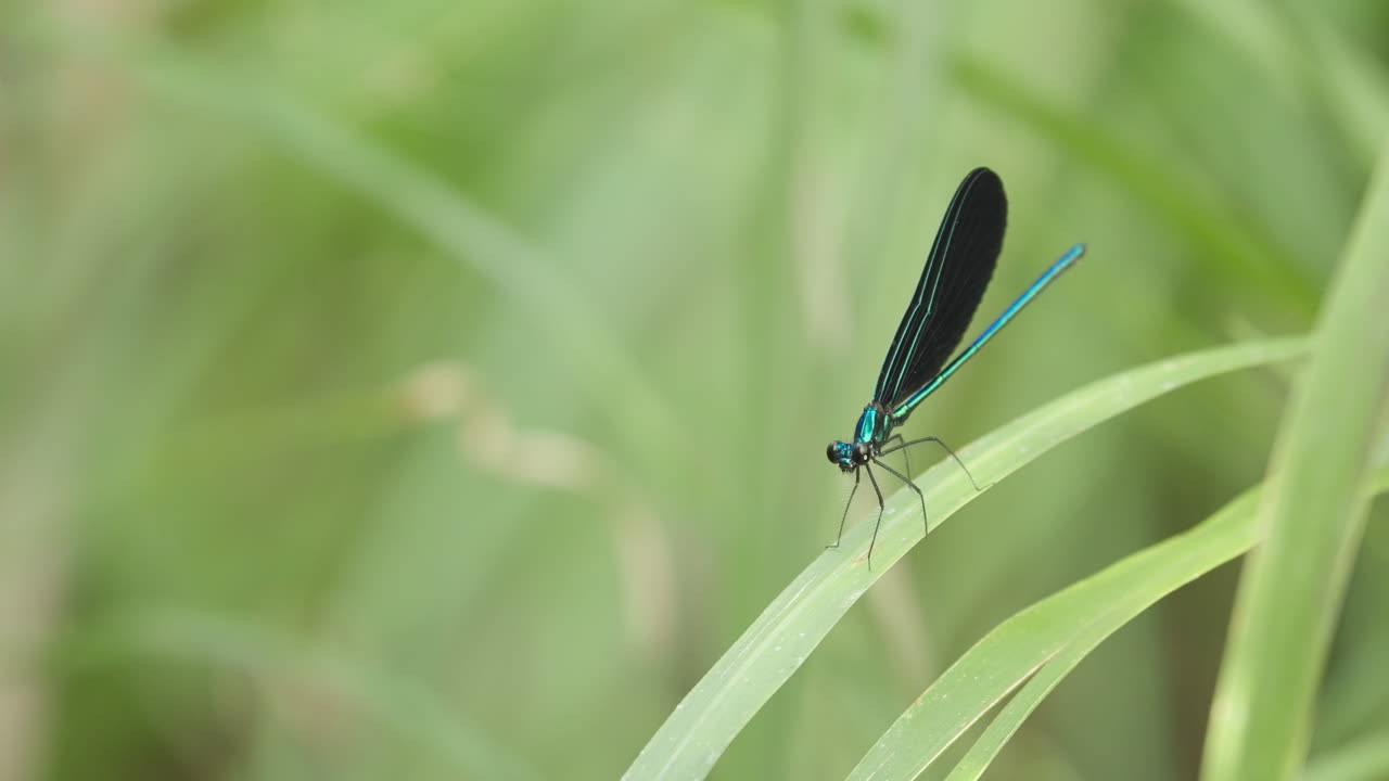 Damselfy on Stalk Spreading Wings 2