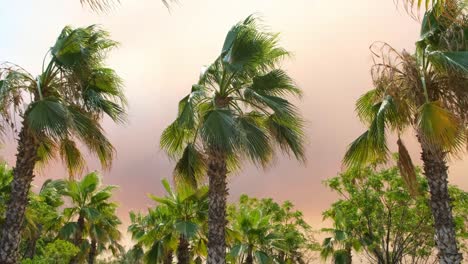 campfire smoke in the sunset light against the backdrop of palm trees with huge clouds of orange smoke and flames. exotic look. environmental pollution concept from forest fires