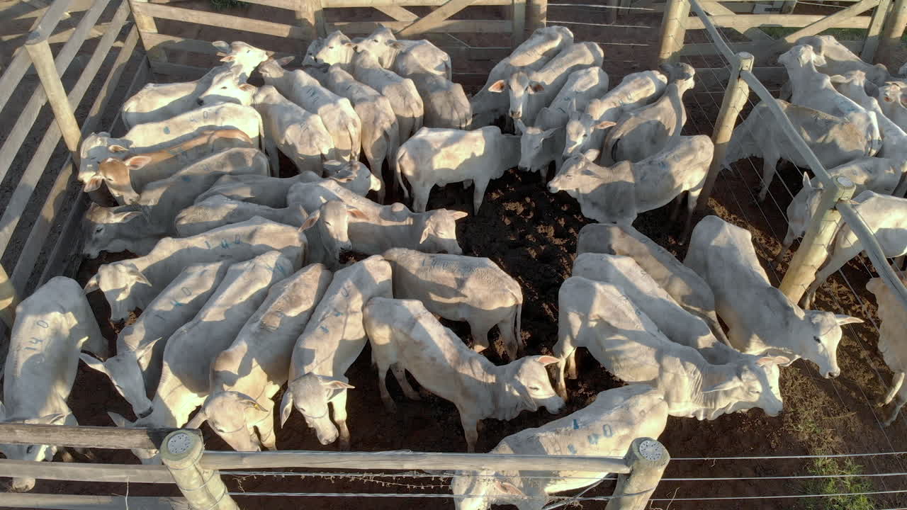 나무 마구간에 갇힌 소