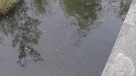 Large-hungry-catfish-rising-to-the-surface-of-the-lake-looking-for-food-fed-to-them-by-tourists