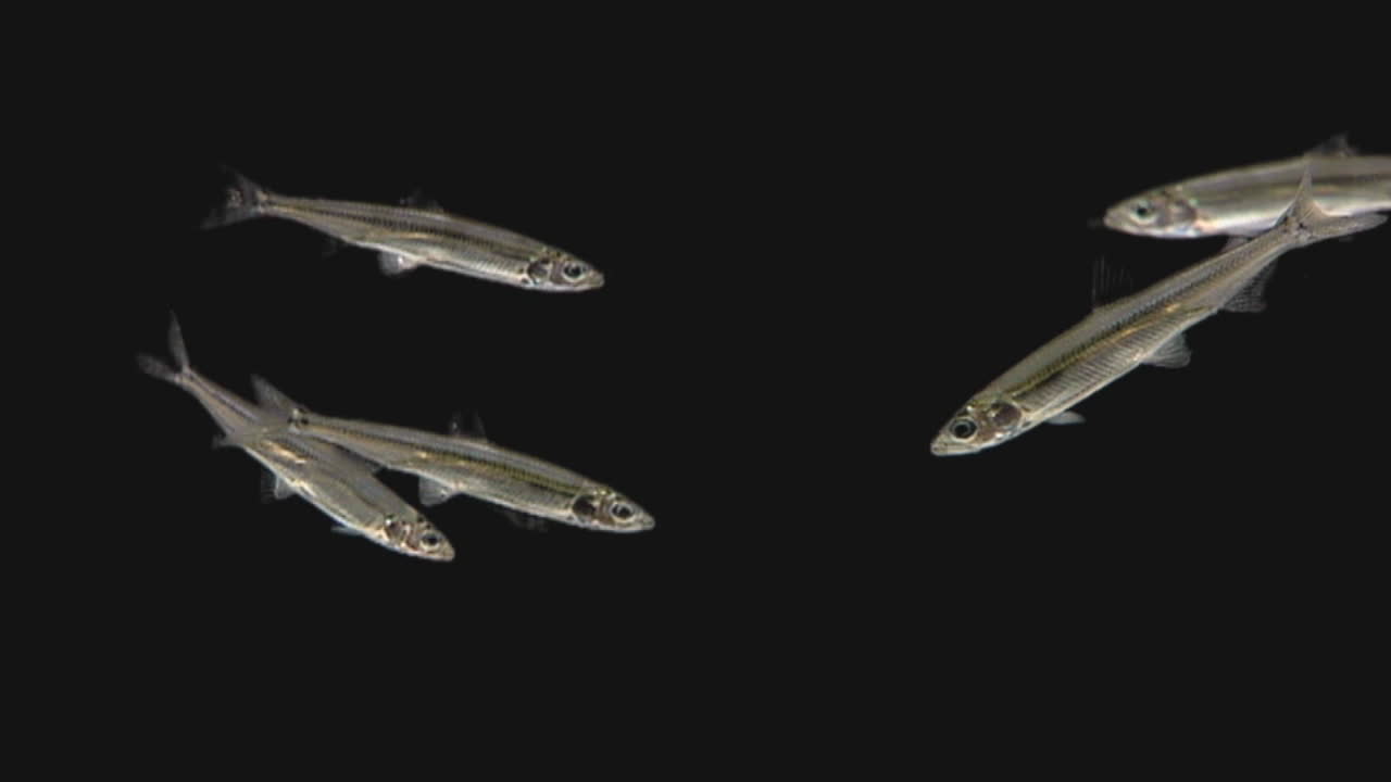 캘리포니아 델타 제련 물고기는 어두운 배경에 대해 수영