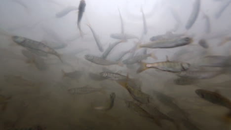 californias delta smelt fish swims against a dark background