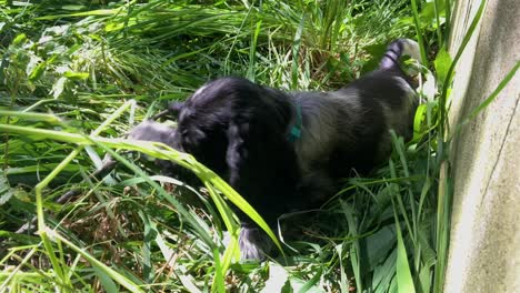 lindo cachorro spaniel rueda en hierba verde y mastica hojas, tiro fijo