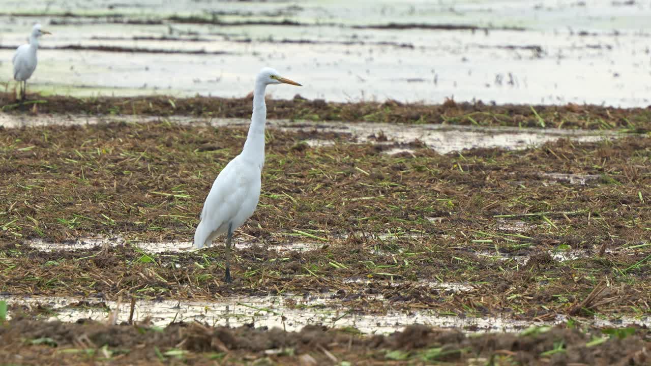 농경지에서 서서, 을 수확한 후 토양에서 떨어진 작물을 찾는 큰 이그레트 (egret spotted standing on the agricultural farmlands, foraging for fallen crops on the soil after paddy fields have been harvested, ground level close up shot)