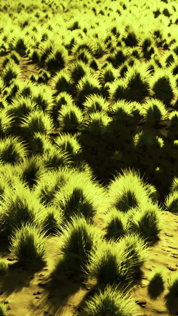 Verdes pradarias exuberantes prosperam sob o sol dourado da tarde