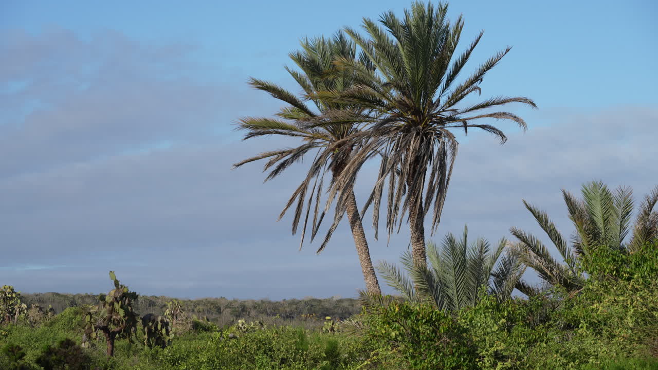 Palme sull'isola di Santa Cruz, Galapagos. Paesaggio con cielo blu.