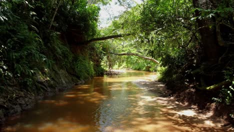 river stream through the forest of paraguay.