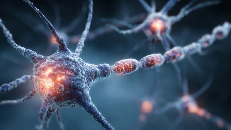 Electrifying Connections: A Close-Up Look at Neuronal Activity and Synaptic Transmission in Human Brain Cells