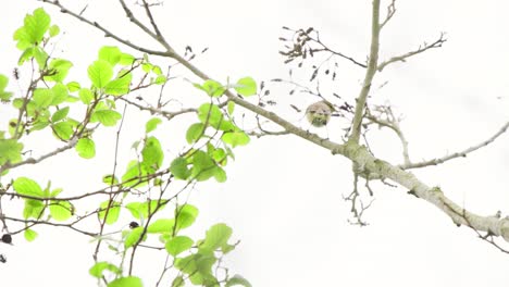 el lúpulo de chiffchaff común entre las ramas en la parte superior del árbol en cámara lenta y luego vuela lejos