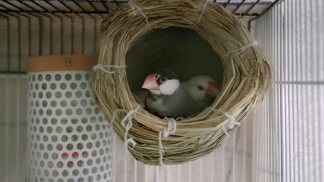 pair of java sparrows on a nest inside a cage in tokyo, japan - close up