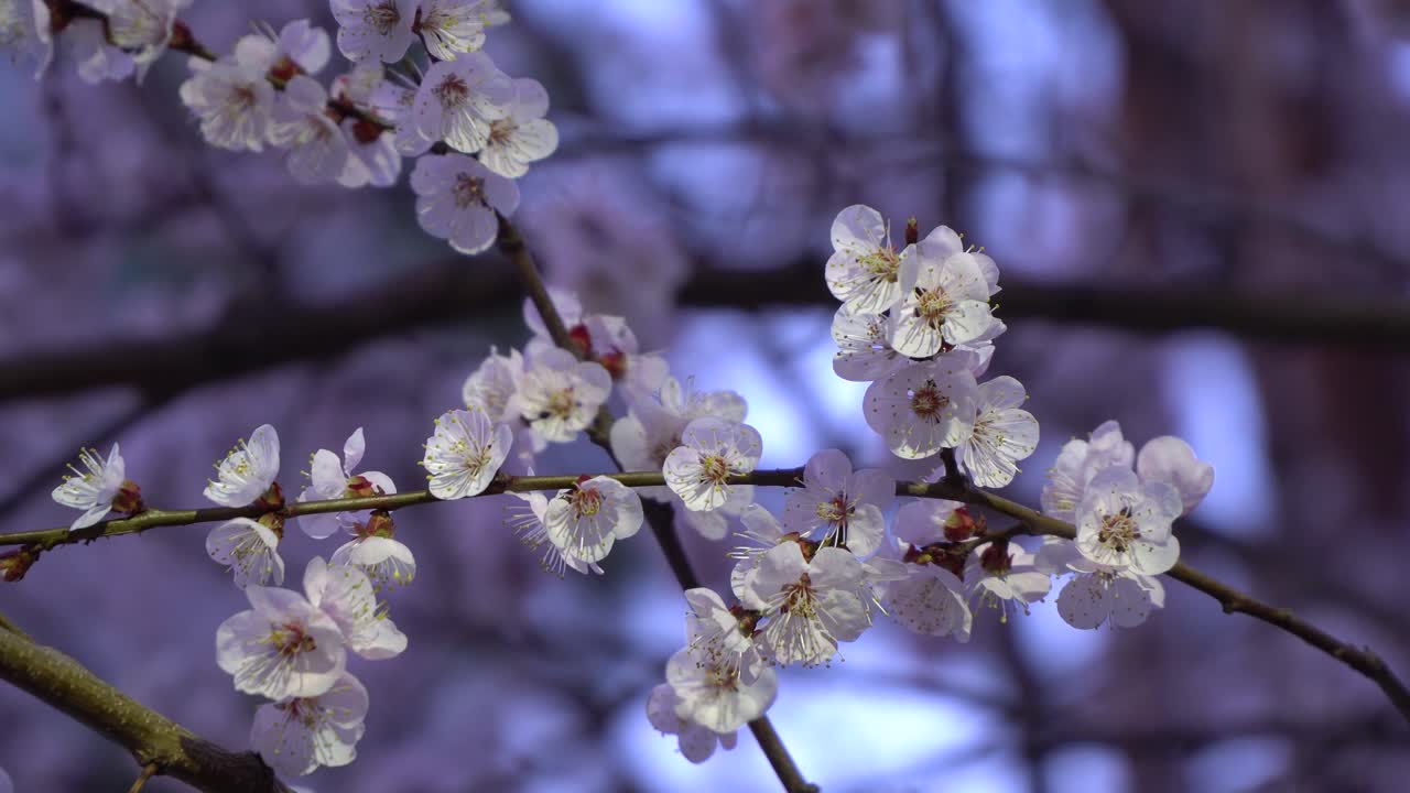 Primo piano di fiore primaverile in fioritura su sfondo bokeh scuro.