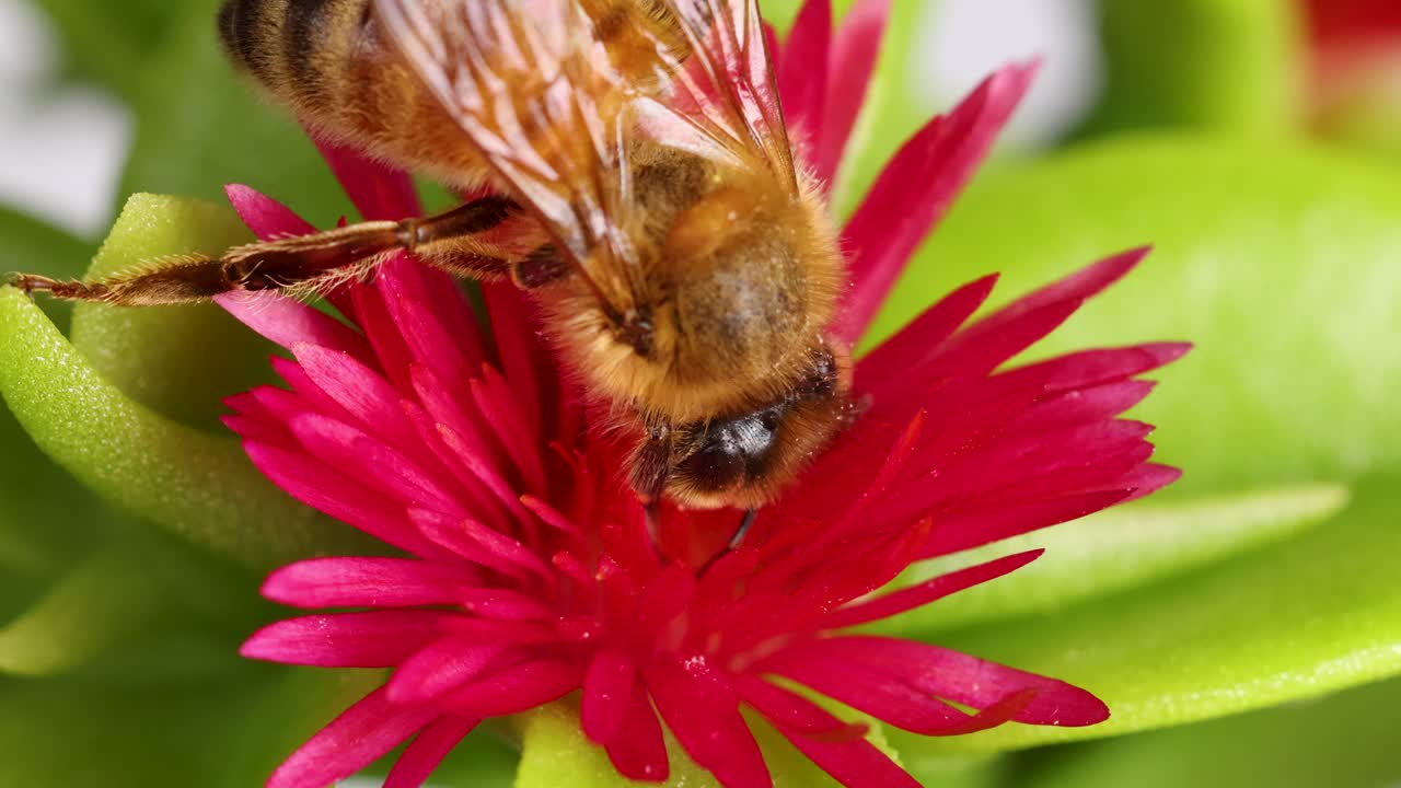 A honeybee interacts with a bright pink flower, showcasing detailed macro photography with vivid colors and natural lighting