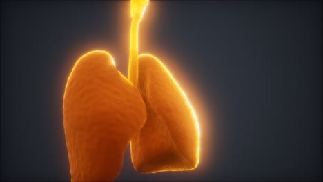 animación en 3d de los pulmones humanos