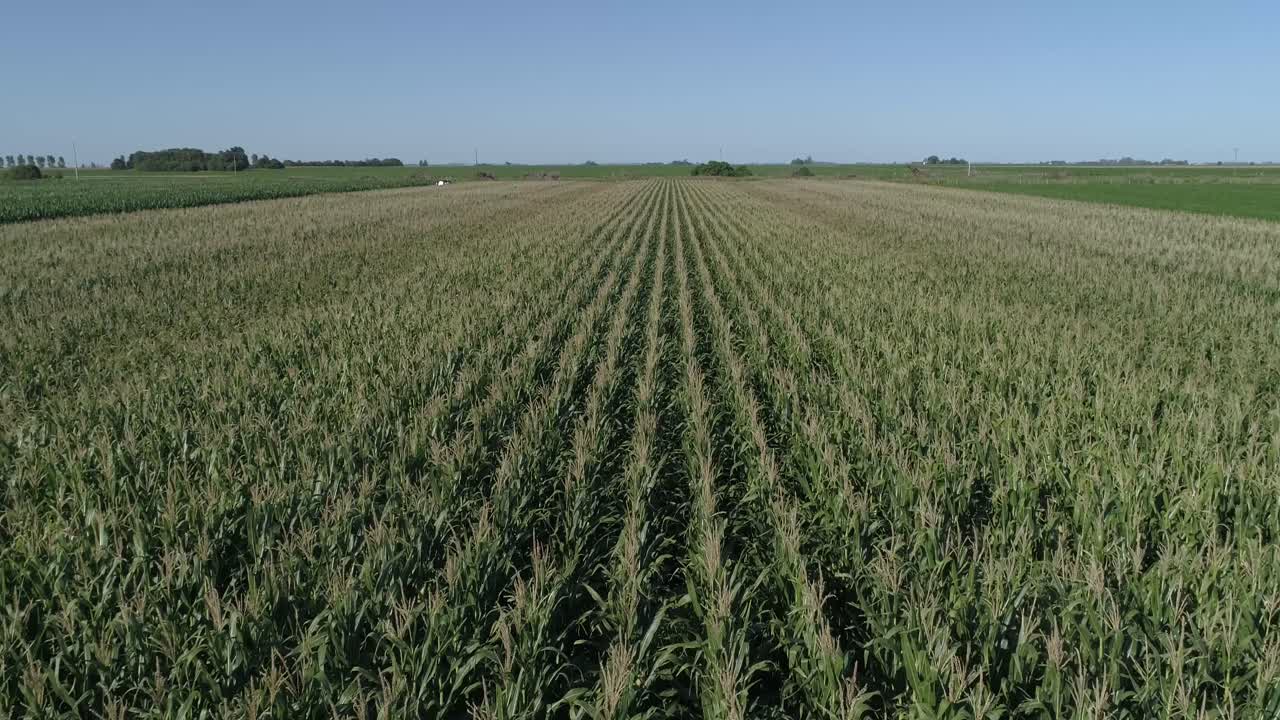 Volo su un campo di mais e soia verde.
