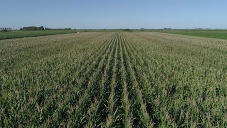 flight over cornfield and green soybeans