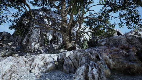 single tree in the rocky mountains