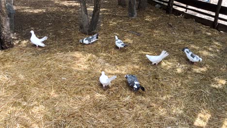 Close-push-in-shot-of-pidgeons-walking-around-a-pile-of-hay