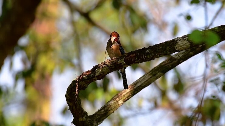 Un martin pescatore arboreo e uno degli uccelli più belli trovati in Thailandia nelle foreste pluviali tropicali.