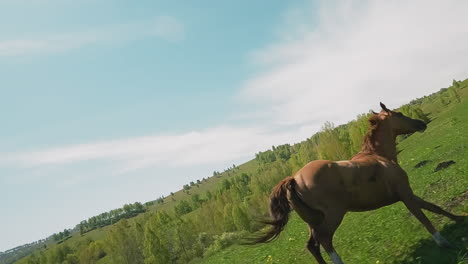 Bay-horse-runs-and-plays-with-black-friend-on-grassy-meadow