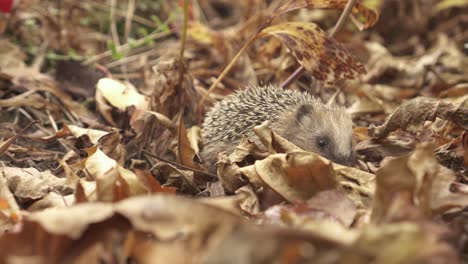 Kleiner-Europäischer-Igel-Auf-Nahrungssuche-Im-Herbstlaub---Nahaufnahme