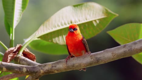 male madagascar fody on frangipani branch, mahe, seychelles