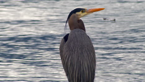 great blue heron standing on the bank of a calm lake in vancouver, canada