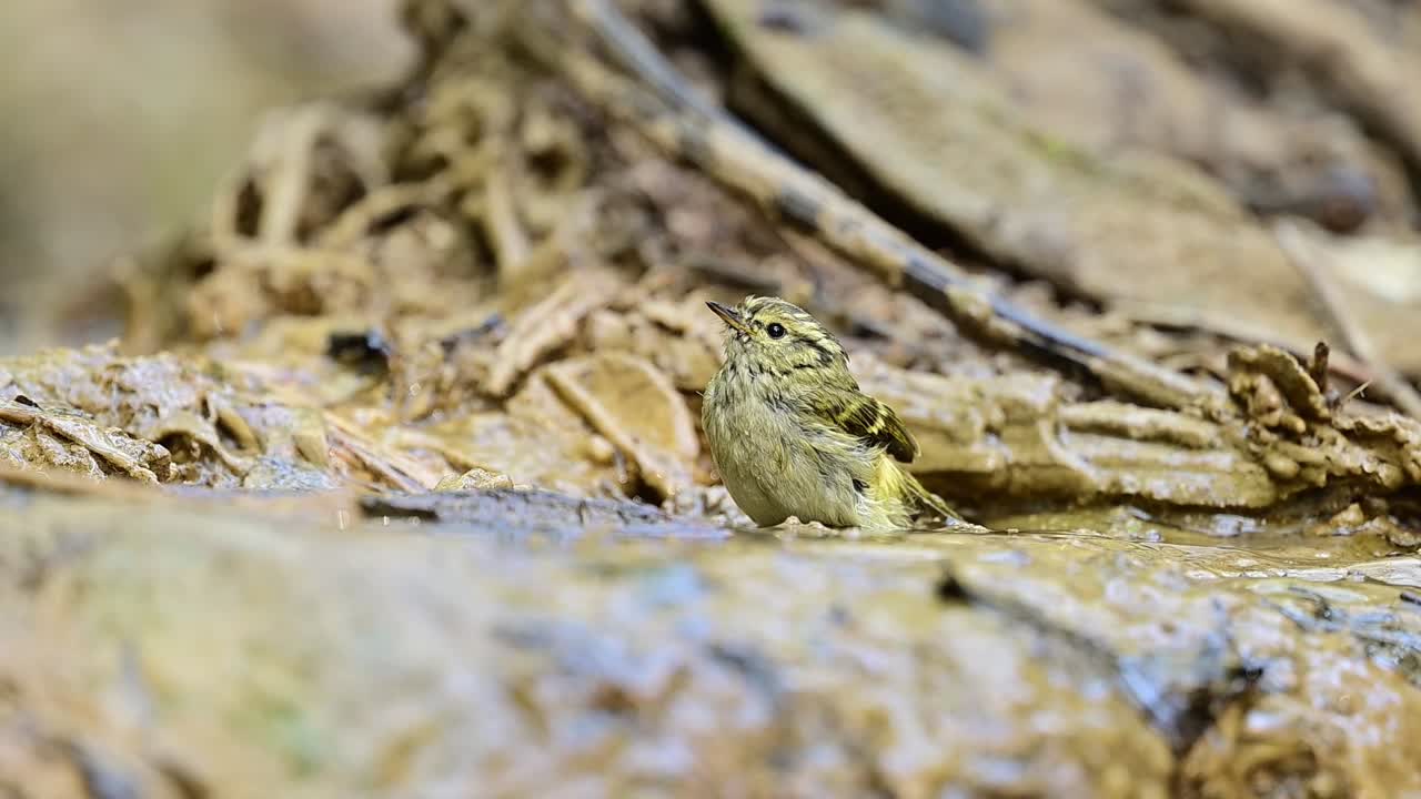 Ein winziger Gelbsteiß-Waldsänger wird in einem entzückenden Moment festgehalten, wie er im seichten Rand eines klaren Waldstroms kräftig planscht