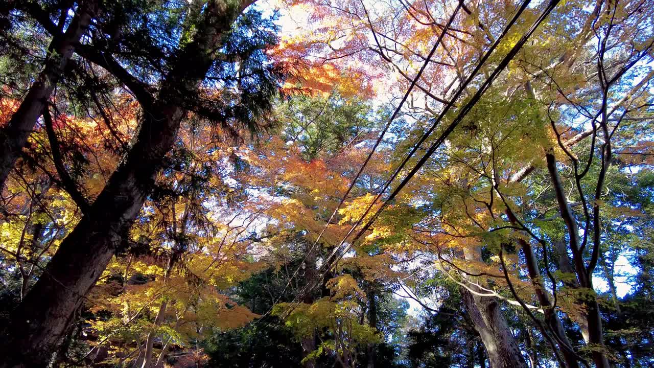 Mount Takao Day Trip: Explore Tokyo's Favorite Mountain